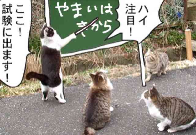ガルちゃん猫カフェ30号店 開店しました♪ (初めての方も大歓迎！)