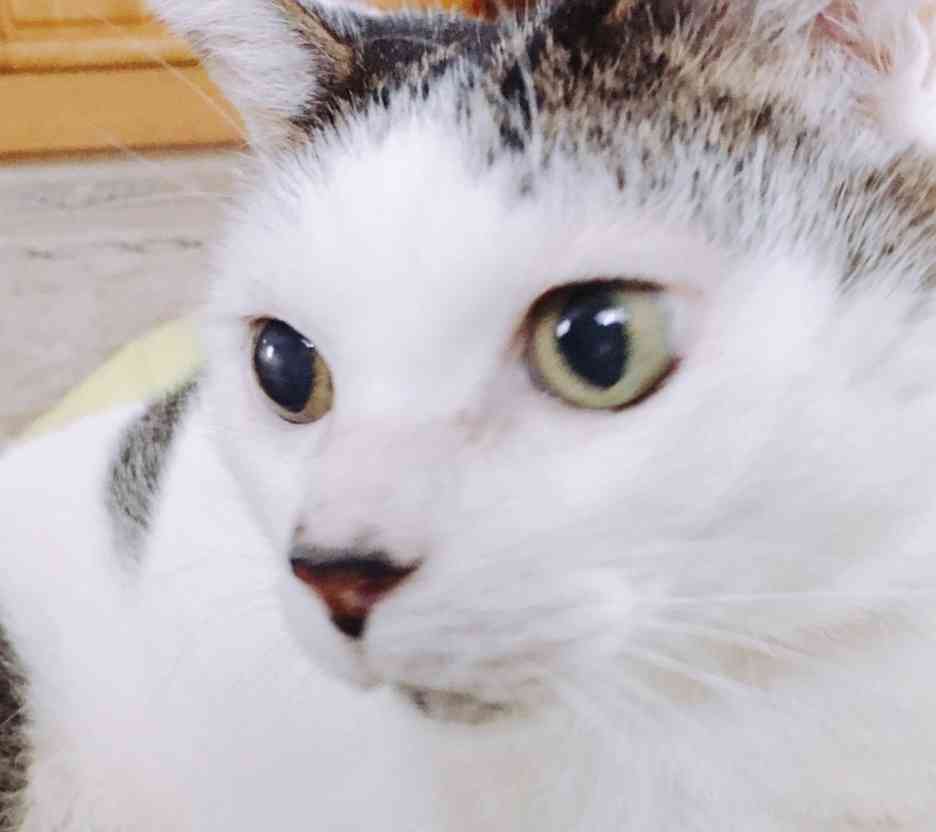 ガルちゃん猫カフェ30号店 開店しました♪ (初めての方も大歓迎！)
