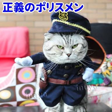 ガルちゃん猫カフェ30号店 開店しました♪ (初めての方も大歓迎！)