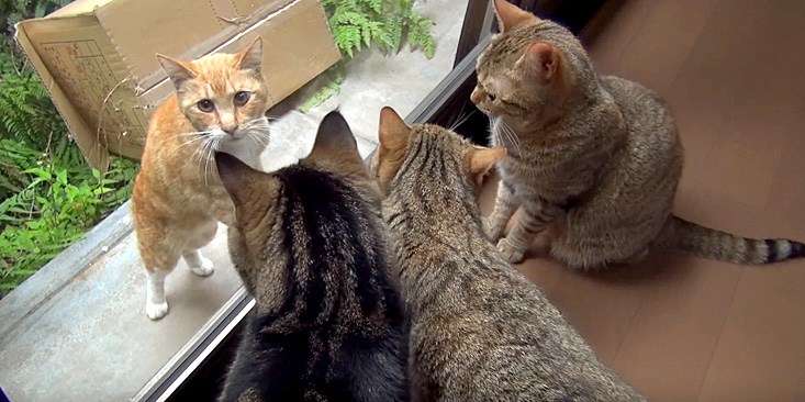 ガルちゃん猫カフェ30号店 開店しました♪ (初めての方も大歓迎！)