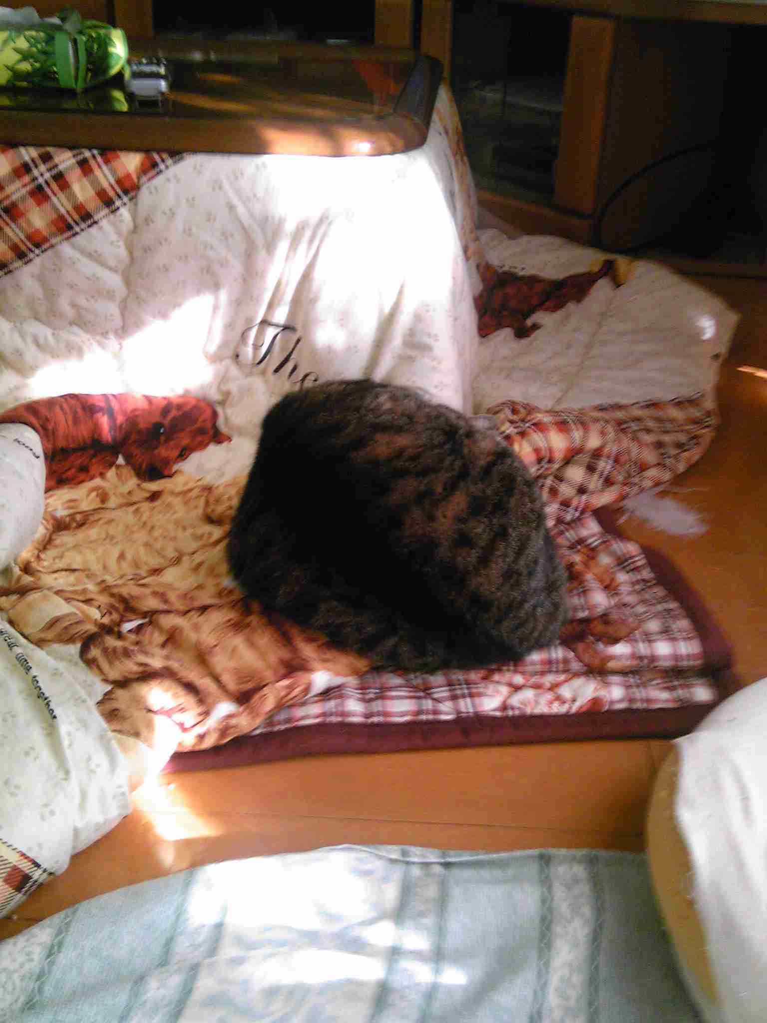 ガルちゃん猫カフェ30号店 開店しました♪ (初めての方も大歓迎！)