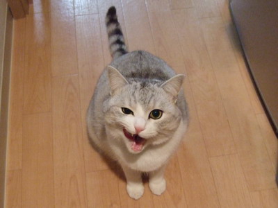 ガルちゃん猫カフェ30号店 開店しました♪ (初めての方も大歓迎！)