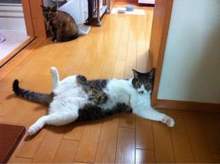 ガルちゃん猫カフェ30号店 開店しました♪ (初めての方も大歓迎！)