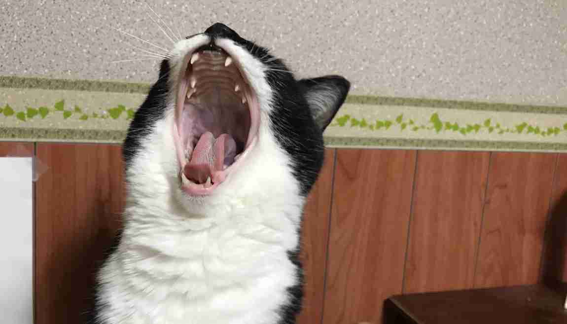 ガルちゃん猫カフェ30号店 開店しました♪ (初めての方も大歓迎！)