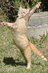 ガルちゃん猫カフェ30号店 開店しました♪ (初めての方も大歓迎！)
