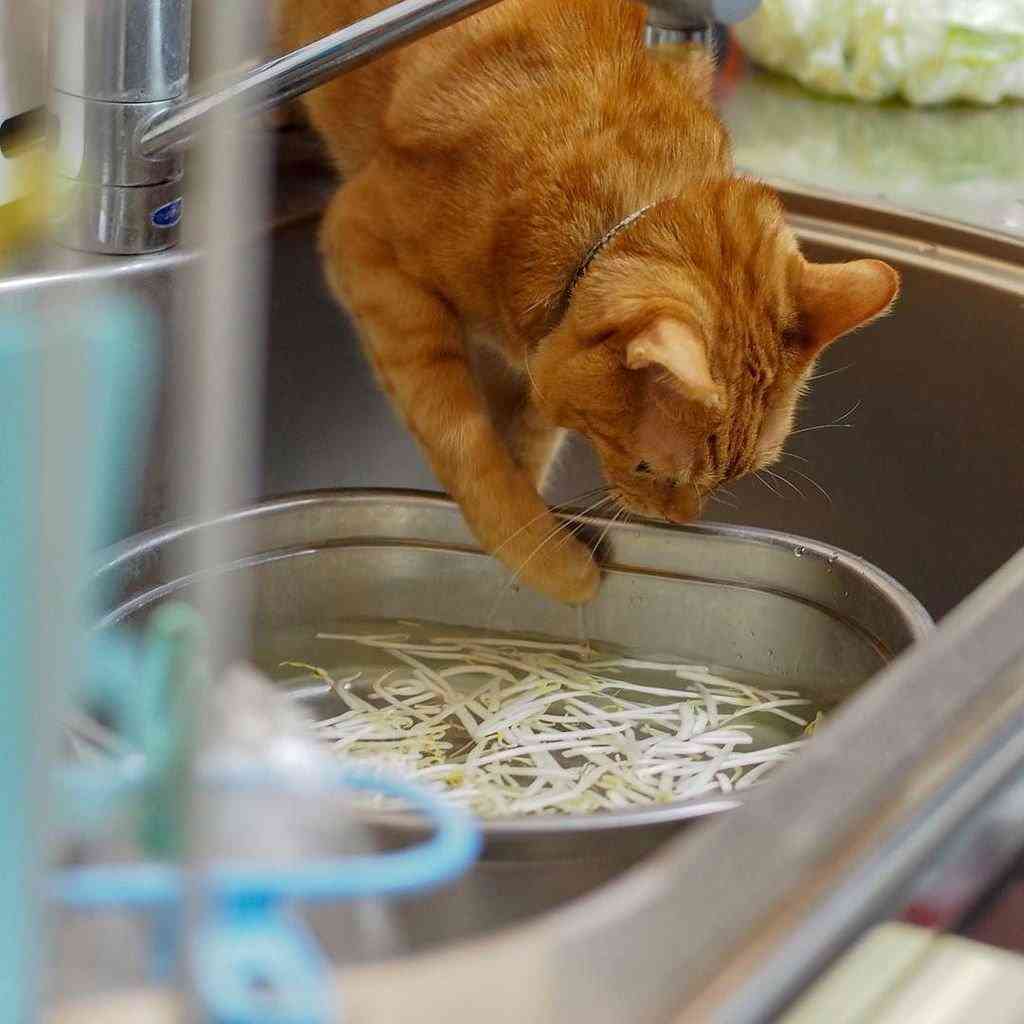ガルちゃん猫カフェ30号店 開店しました♪ (初めての方も大歓迎！)