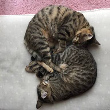 ガルちゃん猫カフェ30号店 開店しました♪ (初めての方も大歓迎！)