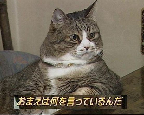 ガルちゃん猫カフェ30号店 開店しました♪ (初めての方も大歓迎！)