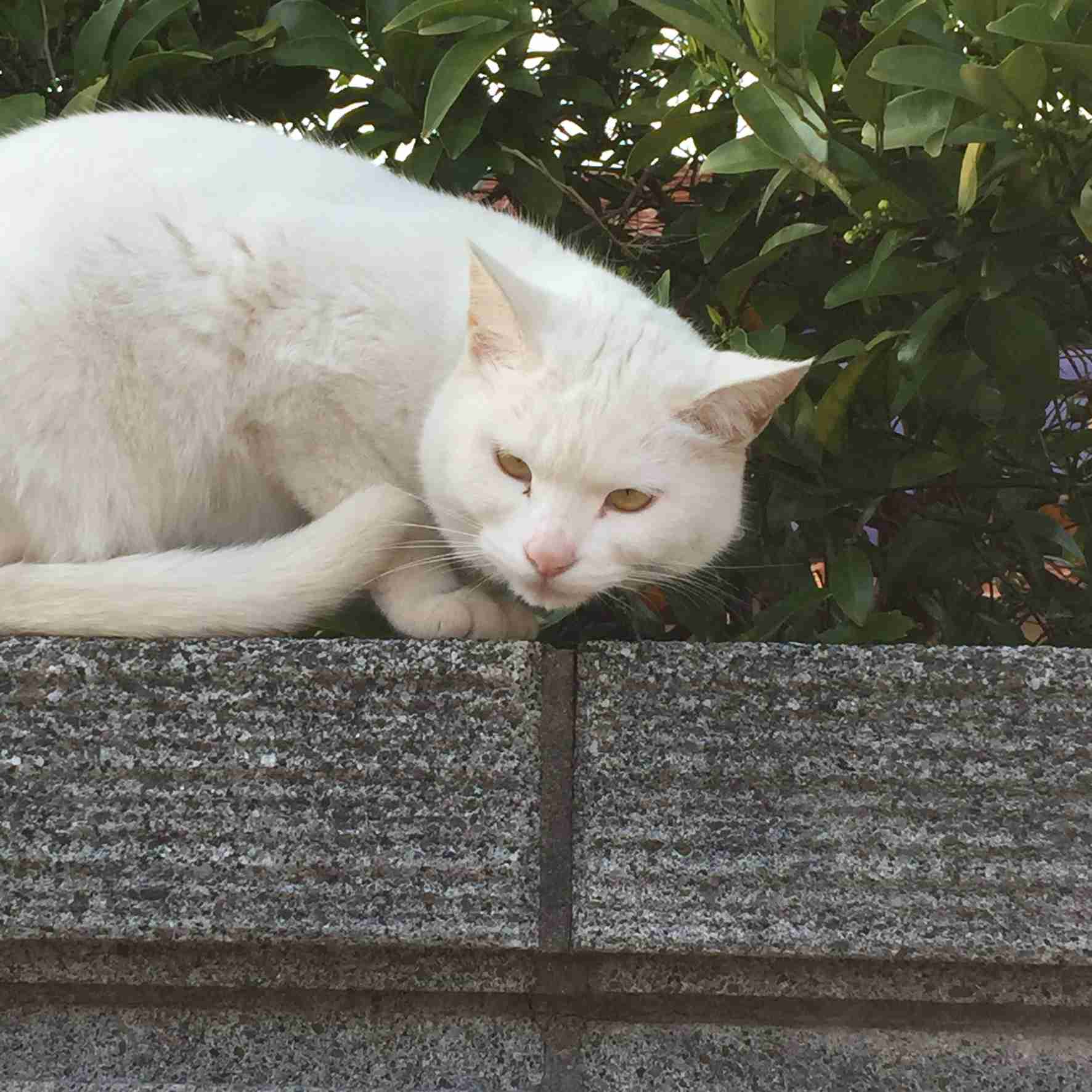 ガルちゃん猫カフェ30号店 開店しました♪ (初めての方も大歓迎！)