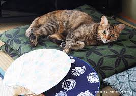 ガルちゃん猫カフェ30号店 開店しました♪ (初めての方も大歓迎！)