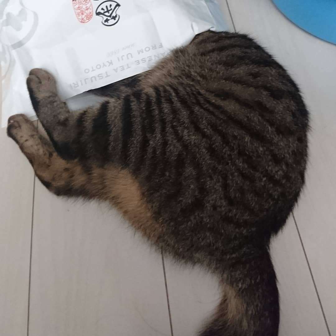 ガルちゃん猫カフェ30号店 開店しました♪ (初めての方も大歓迎！)