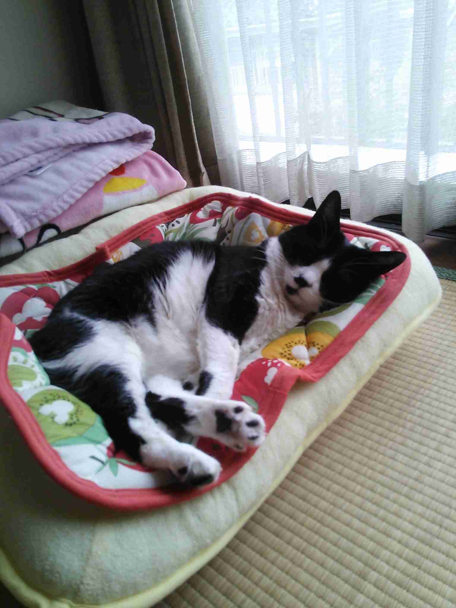 ガルちゃん猫カフェ30号店 開店しました♪ (初めての方も大歓迎！)