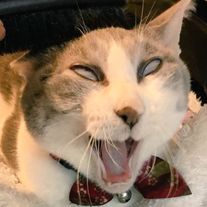 ガルちゃん猫カフェ30号店 開店しました♪ (初めての方も大歓迎！)