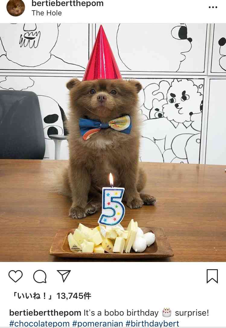 クマ?じゃなくて犬だった。くまのパディントンそっくりな元保護犬