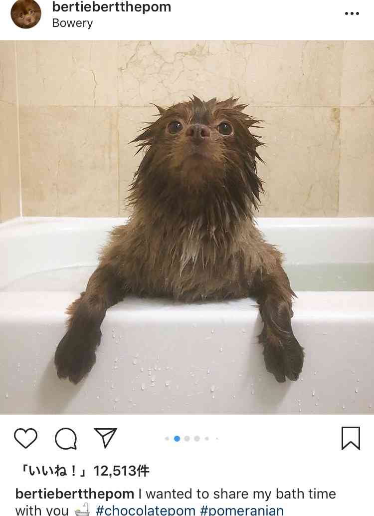 クマ?じゃなくて犬だった。くまのパディントンそっくりな元保護犬