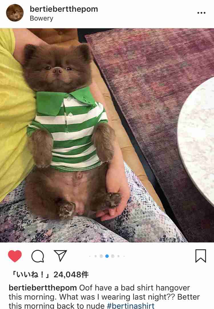 クマ?じゃなくて犬だった。くまのパディントンそっくりな元保護犬