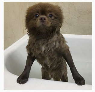 クマ?じゃなくて犬だった。くまのパディントンそっくりな元保護犬