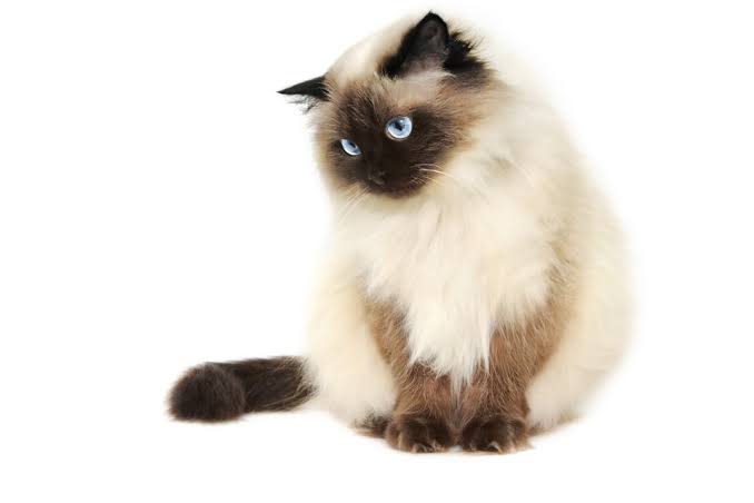 ガッツ石松が愛猫を語る「自分をねこだと思っていない幸せ者」