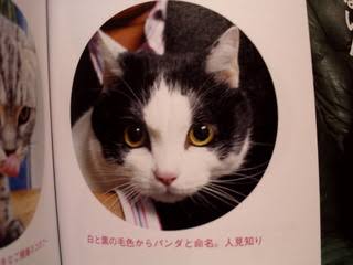 ガッツ石松が愛猫を語る「自分をねこだと思っていない幸せ者」