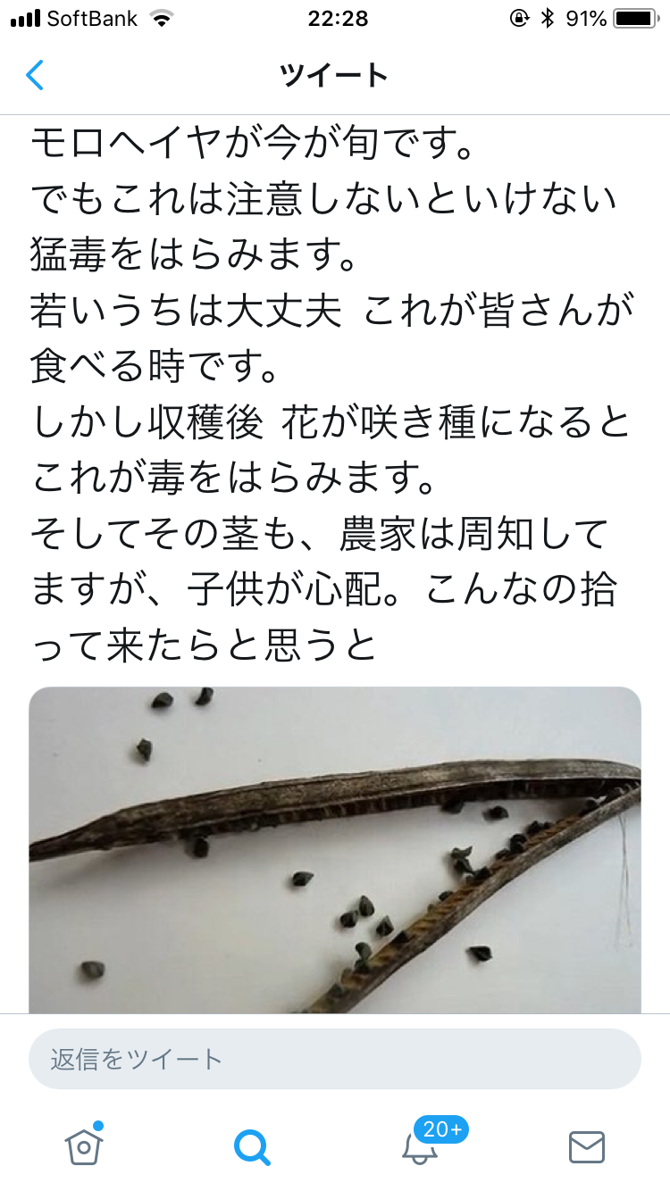 【必見】知らないと死ぬ! モロヘイヤのココは絶対に食べないでください「食べると死にます」