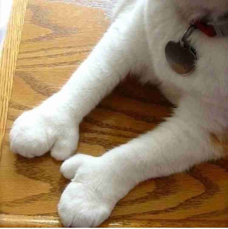 猫が苦手な人、嫌いな人集まれ〜 Part4