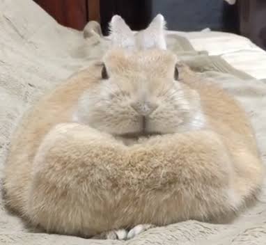 可愛いウサギさんの画像が集まるトピ