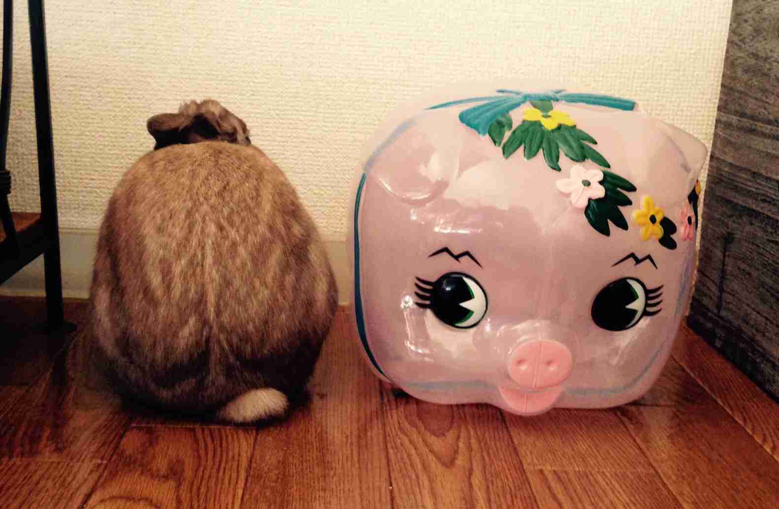可愛いウサギさんの画像が集まるトピ