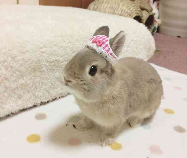 可愛いウサギさんの画像が集まるトピ