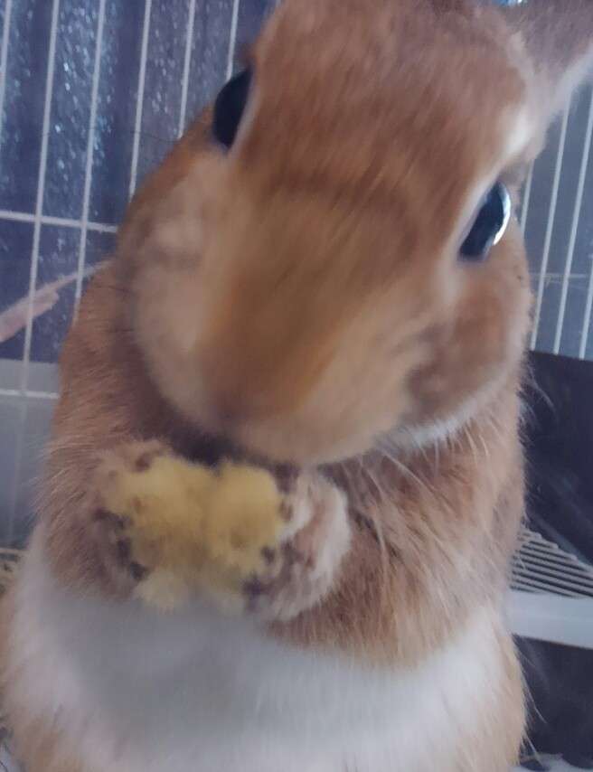 可愛いウサギさんの画像が集まるトピ