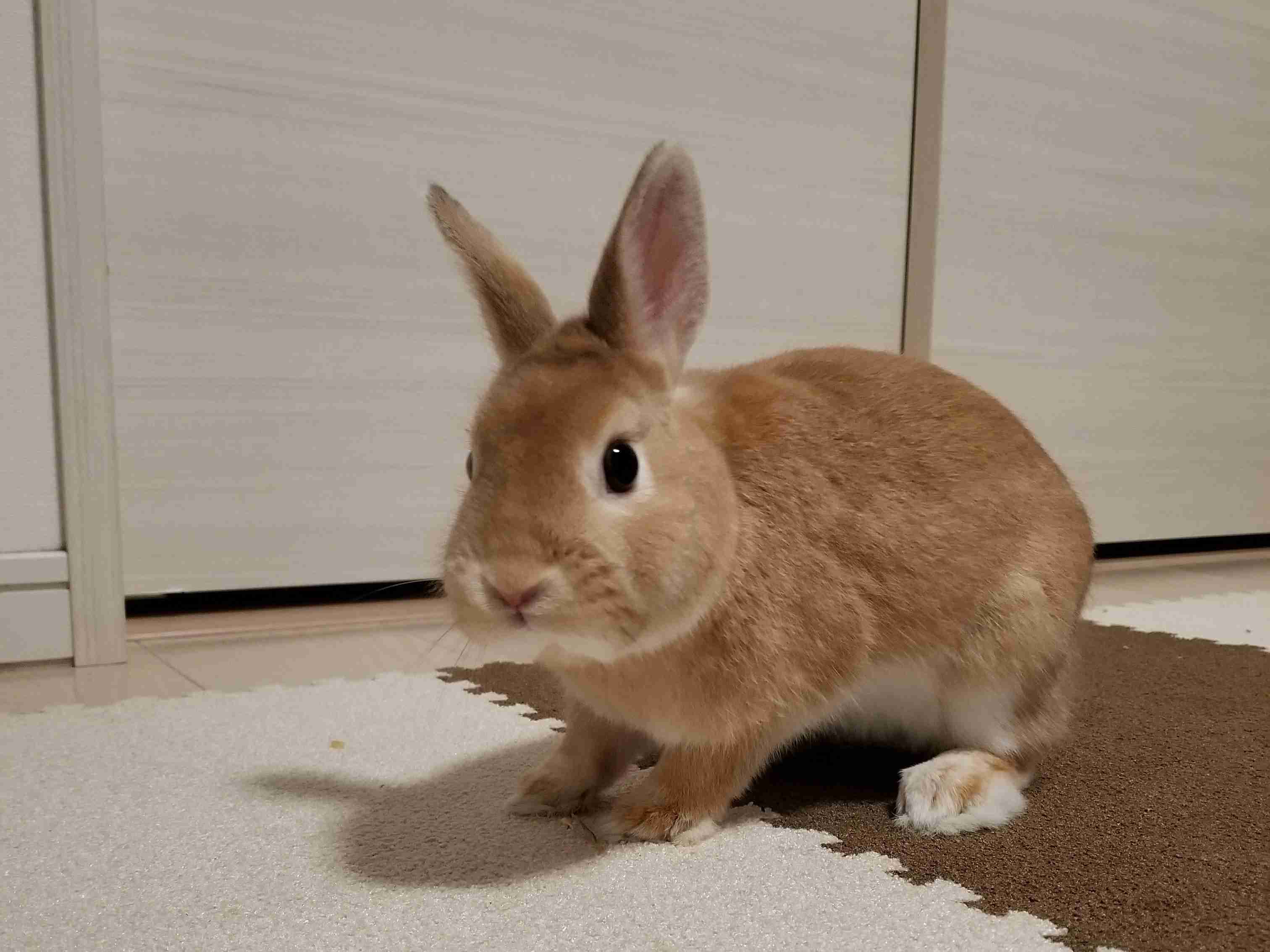 可愛いウサギさんの画像が集まるトピ