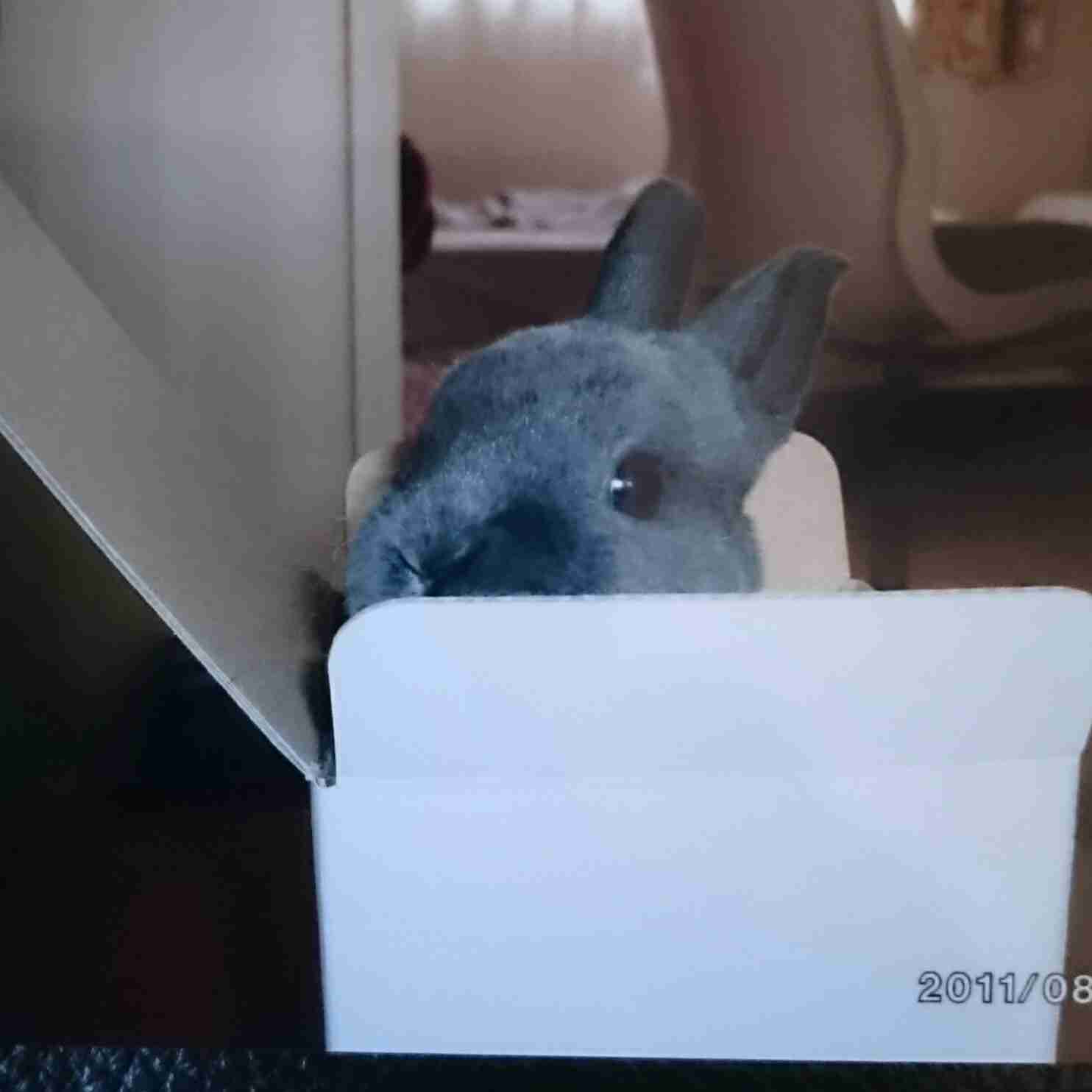 可愛いウサギさんの画像が集まるトピ
