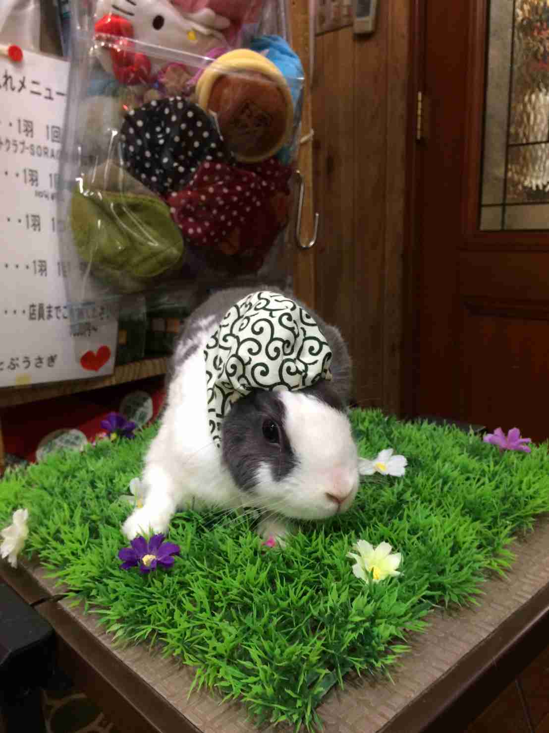 可愛いウサギさんの画像が集まるトピ