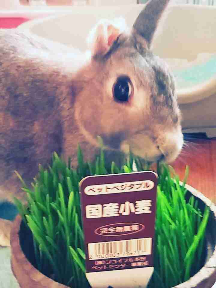 可愛いウサギさんの画像が集まるトピ