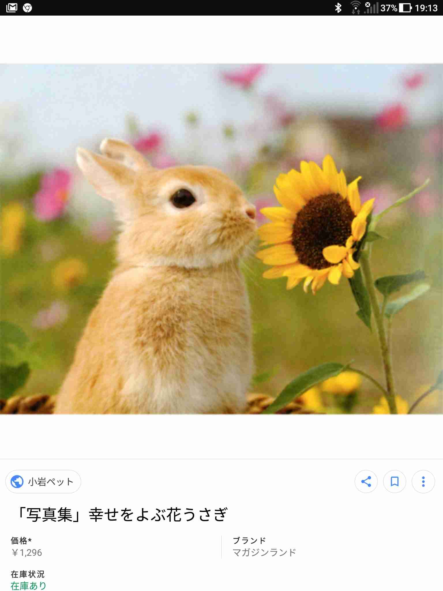 可愛いウサギさんの画像が集まるトピ