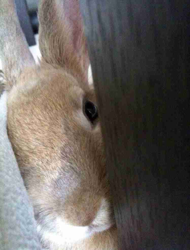 可愛いウサギさんの画像が集まるトピ