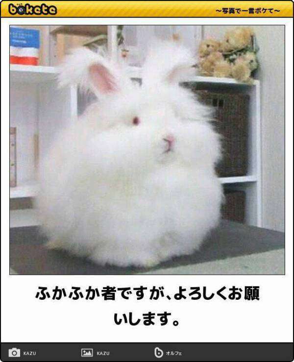 可愛いウサギさんの画像が集まるトピ