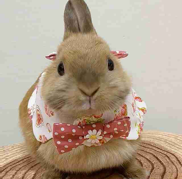 可愛いウサギさんの画像が集まるトピ