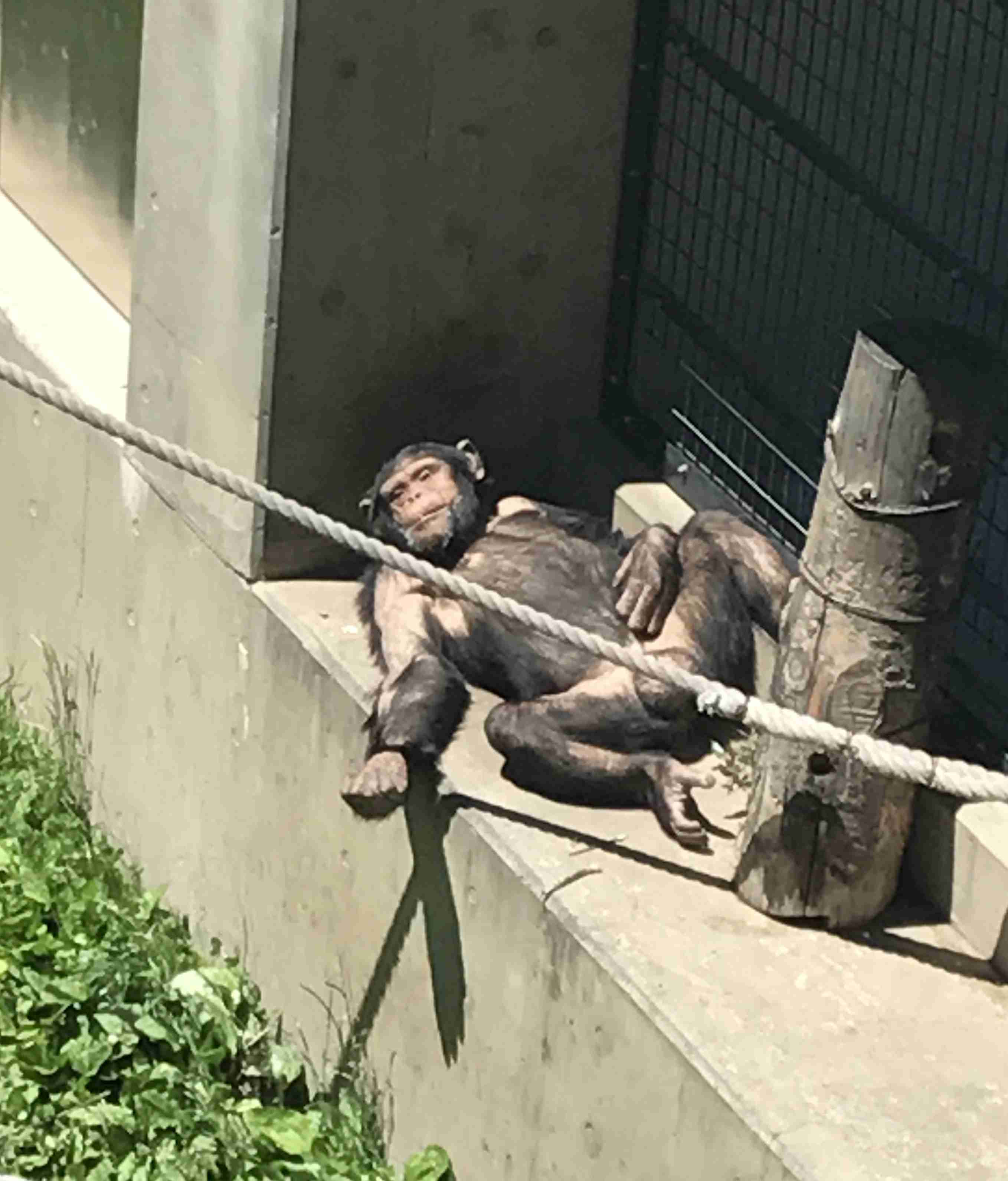 夏バテしてそうな画像を貼るトピ