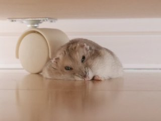 夏バテしてそうな画像を貼るトピ
