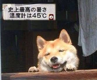 夏バテしてそうな画像を貼るトピ