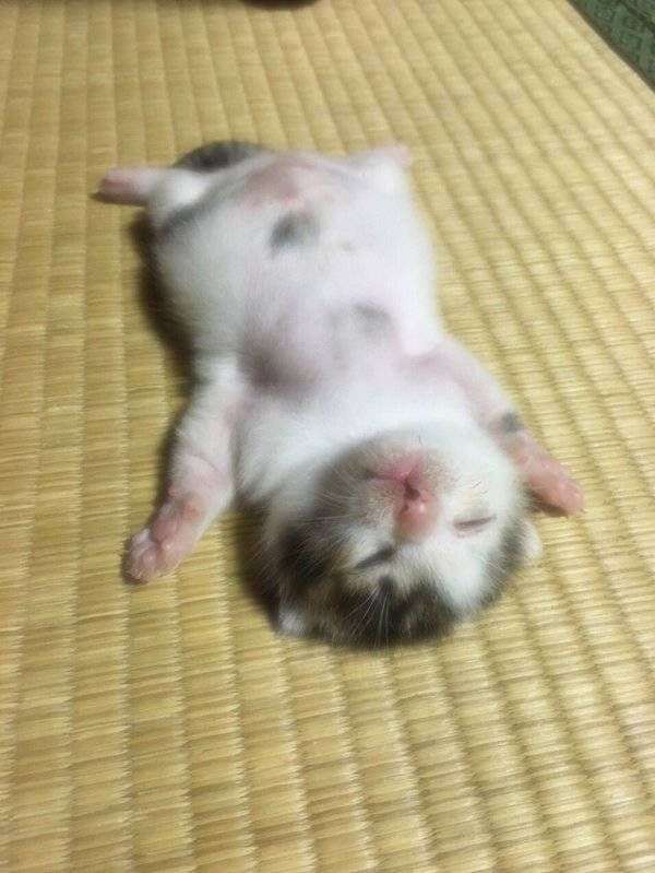 夏バテしてそうな画像を貼るトピ