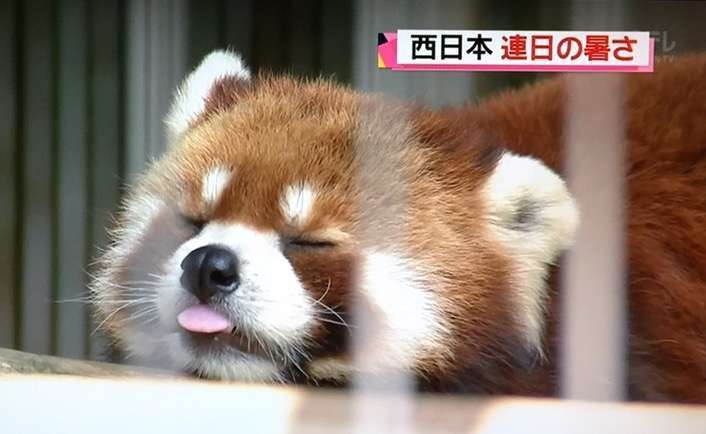 夏バテしてそうな画像を貼るトピ