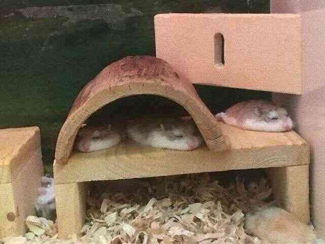 夏バテしてそうな画像を貼るトピ