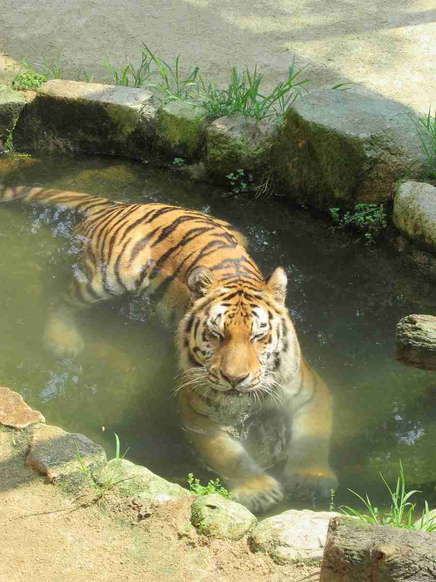 夏バテしてそうな画像を貼るトピ