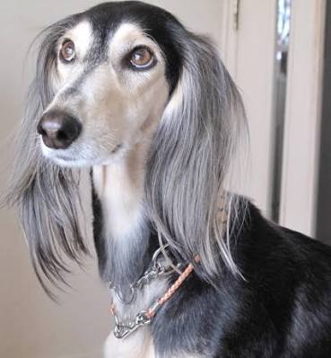イケメンな動物の画像を集めるトピ