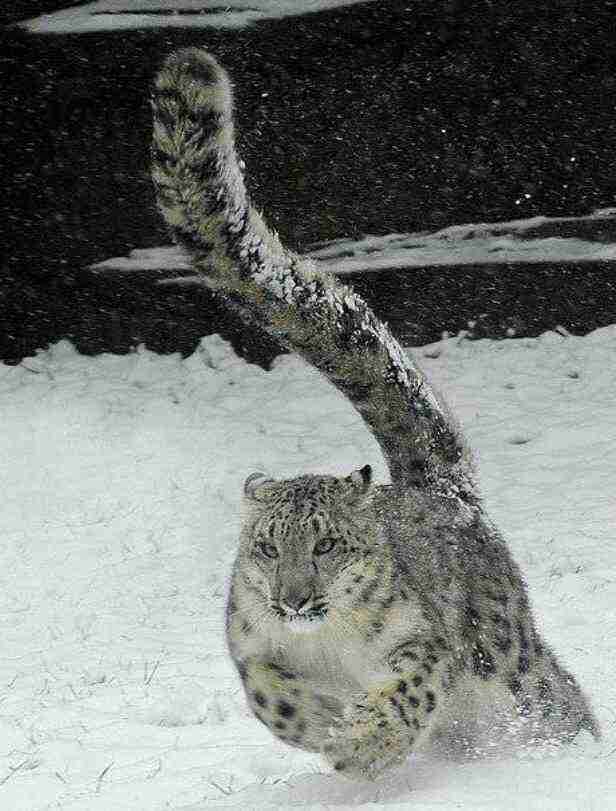 イケメンな動物の画像を集めるトピ