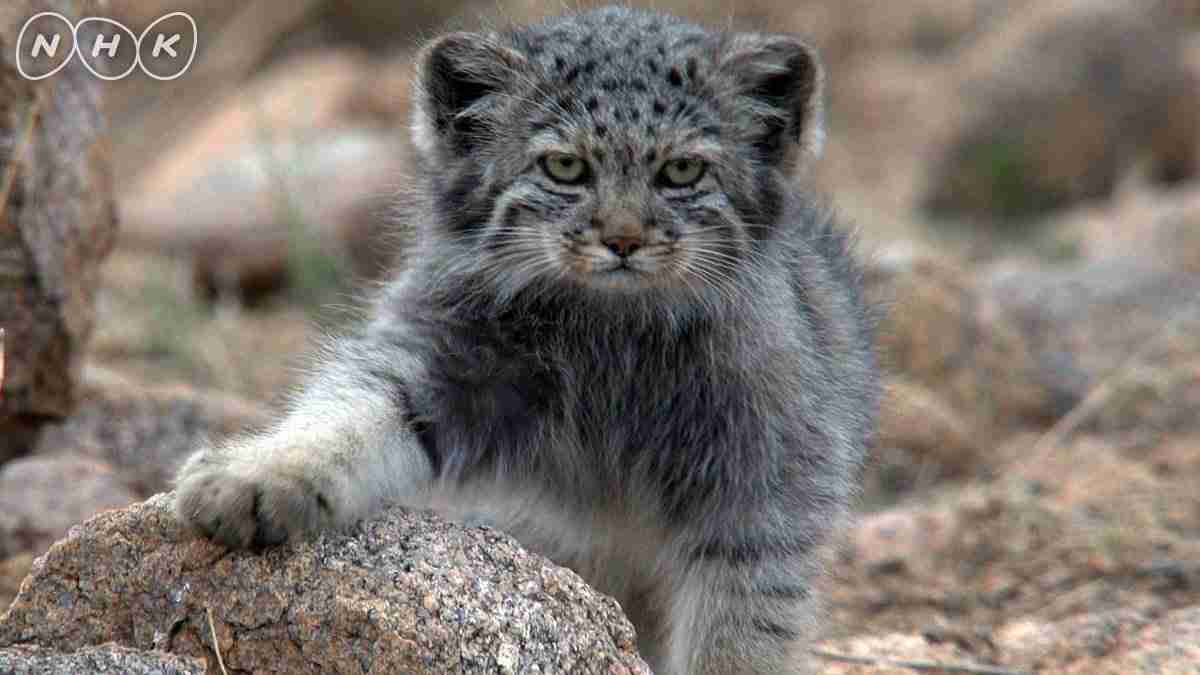 イケメンな動物の画像を集めるトピ