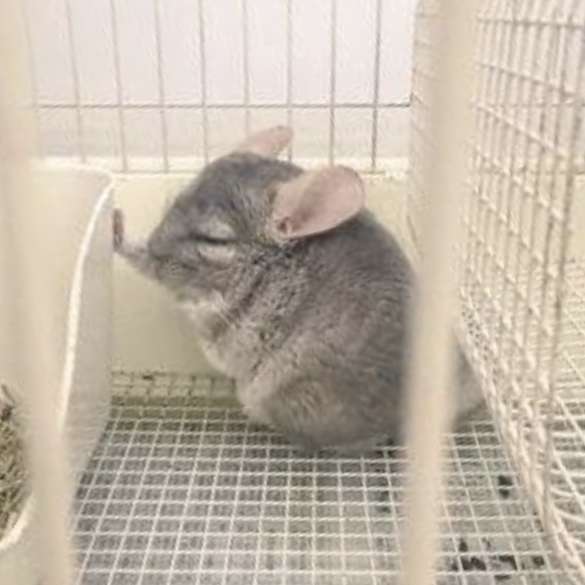 イケメンな動物の画像を集めるトピ