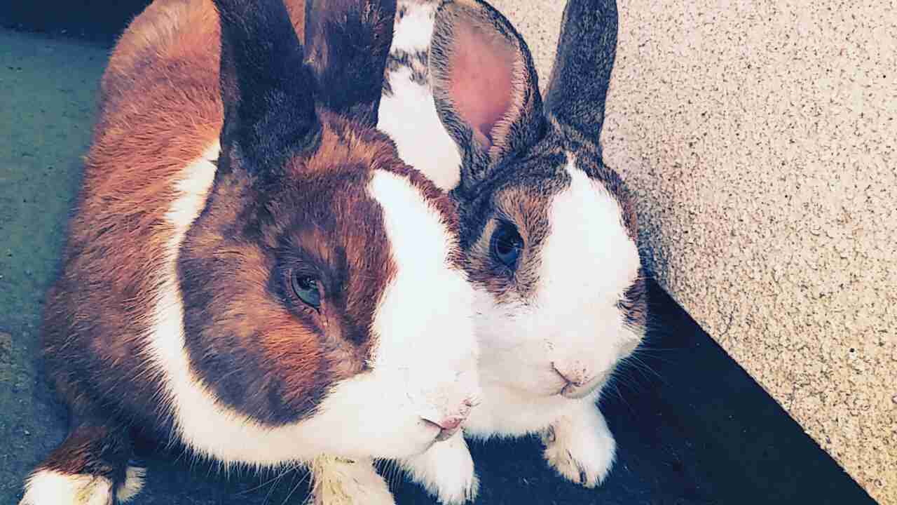 イケメンな動物の画像を集めるトピ