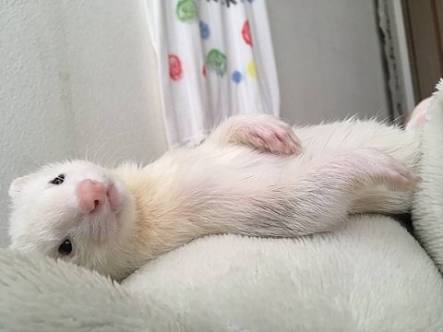 イケメンな動物の画像を集めるトピ